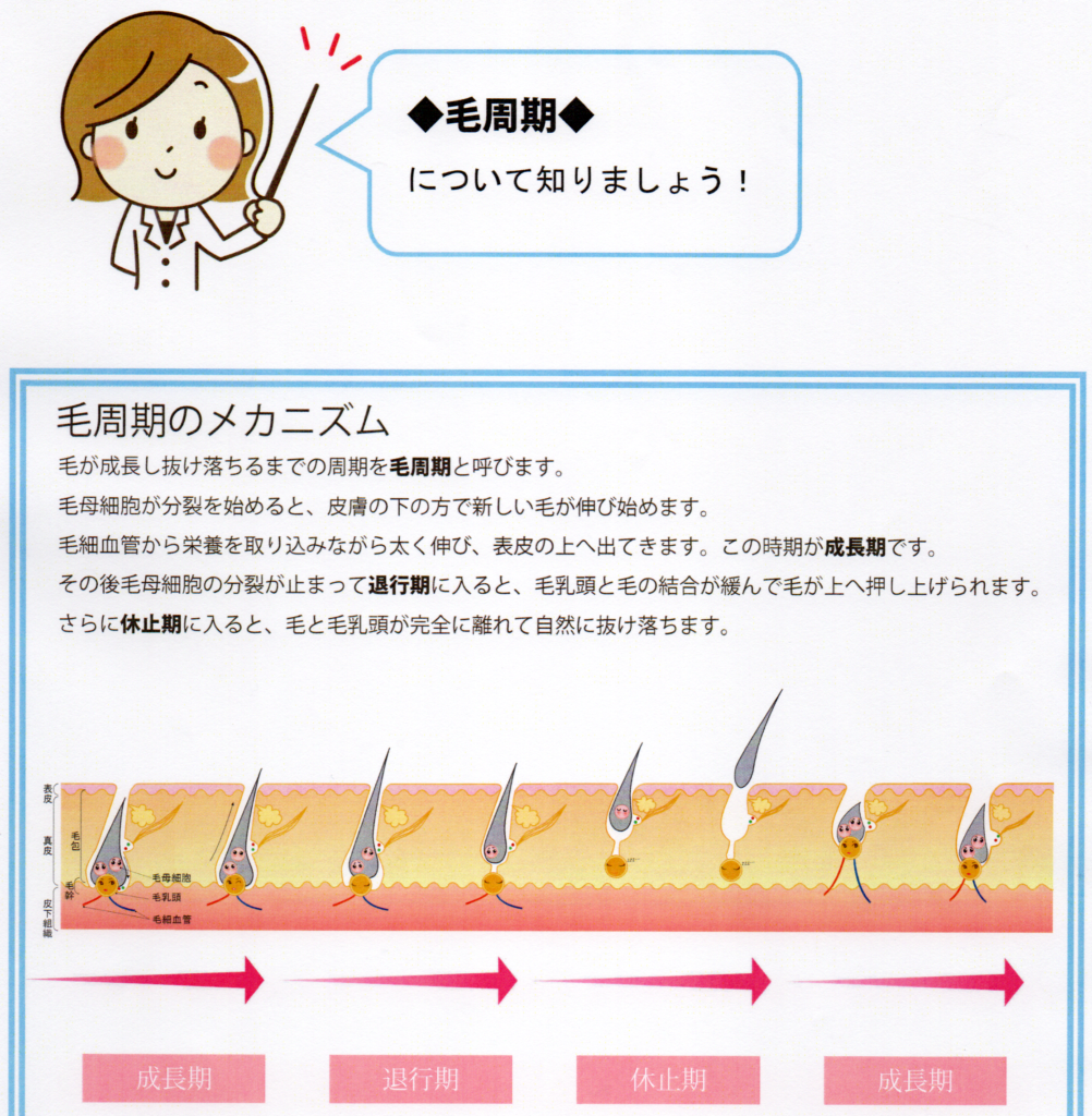 毛周期　one-shot(ワンショット) 徳島県徳島市の脱毛＆光エステサロン
